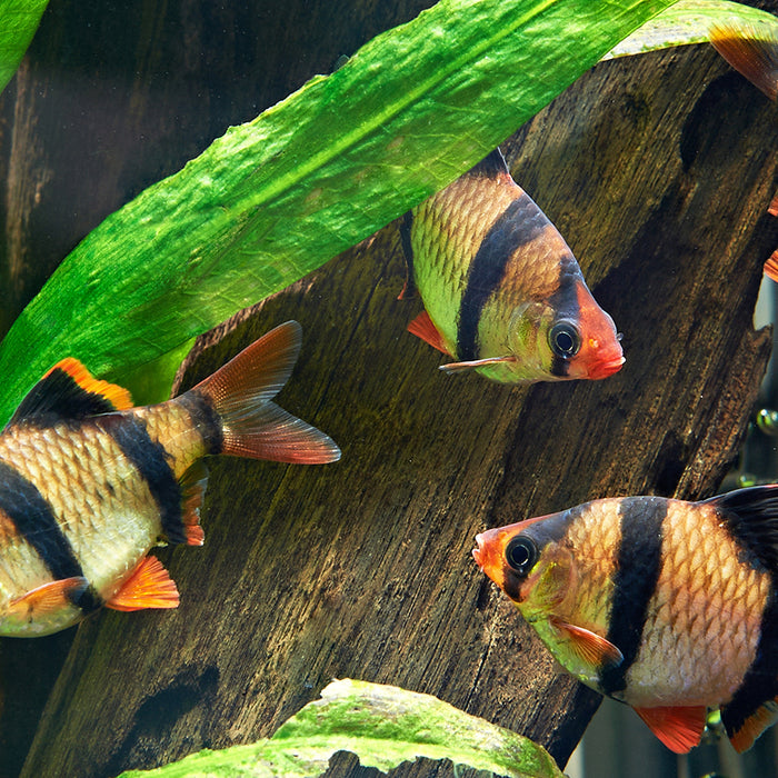 Why It’s Important to Use Reverse Osmosis for Your Aquarium