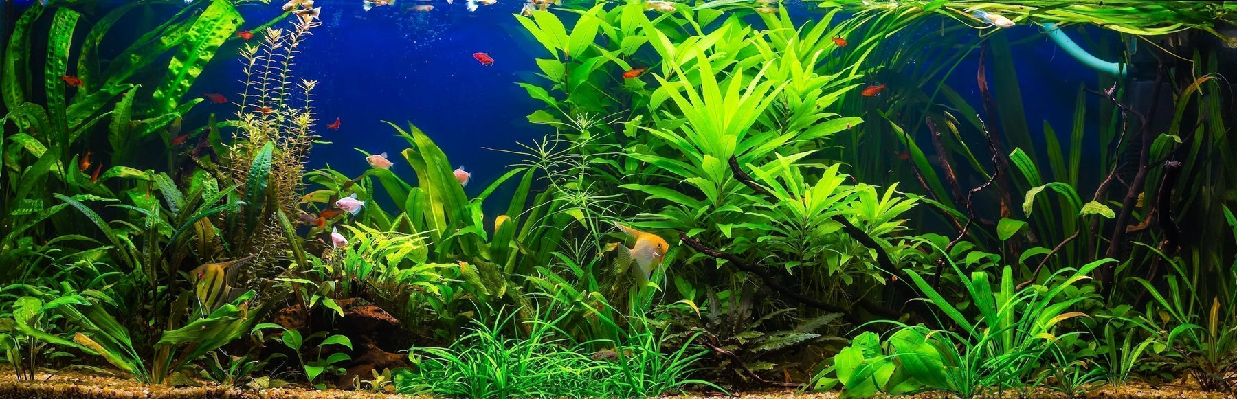 a panoramic view of a fish tank with small fish and plants