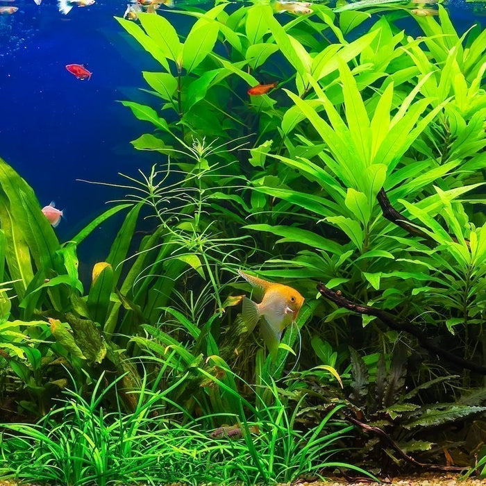 a panoramic view of a fish tank with small fish and plants