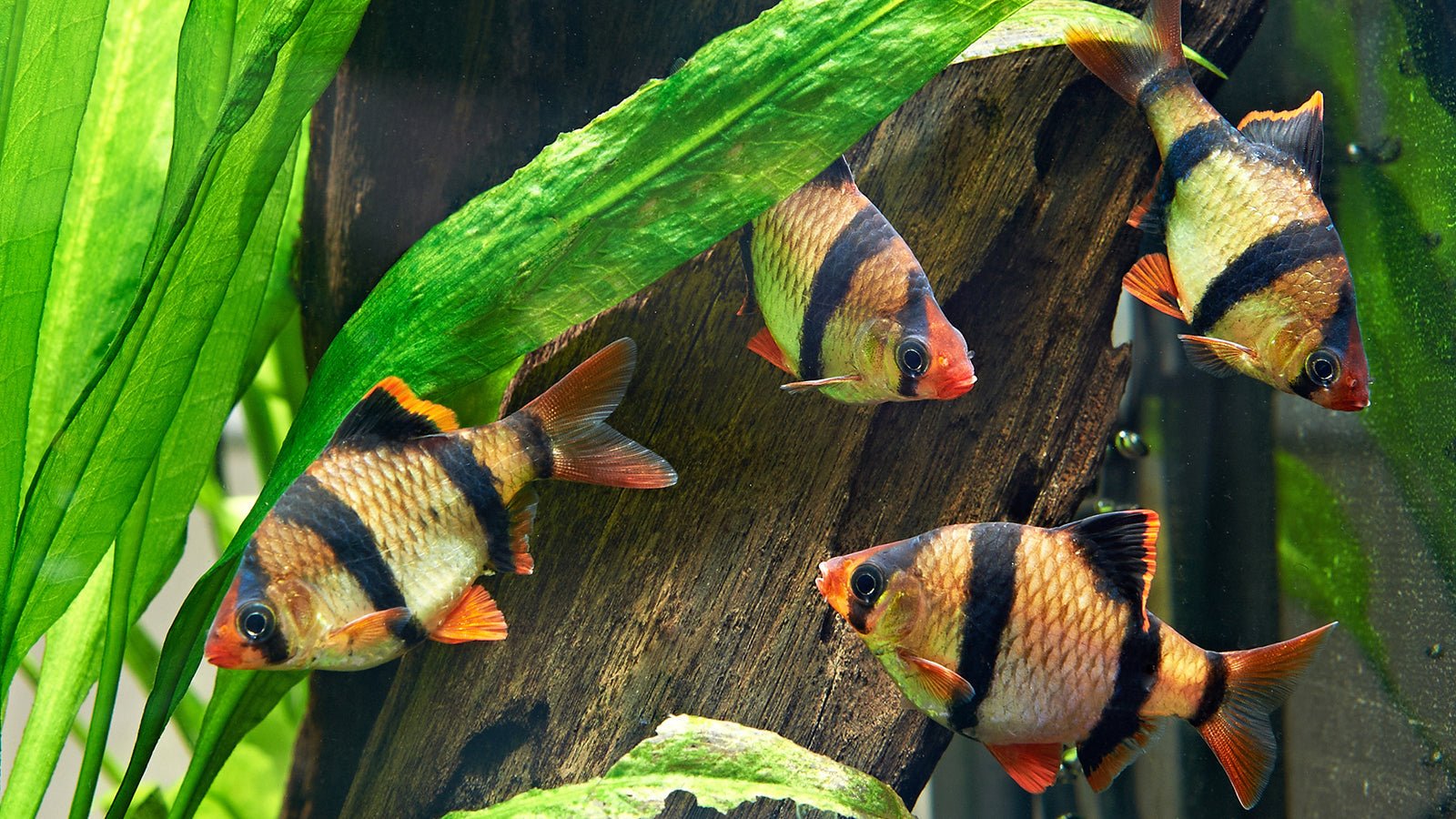 Why It’s Important to Use Reverse Osmosis for Your Aquarium - IFilters