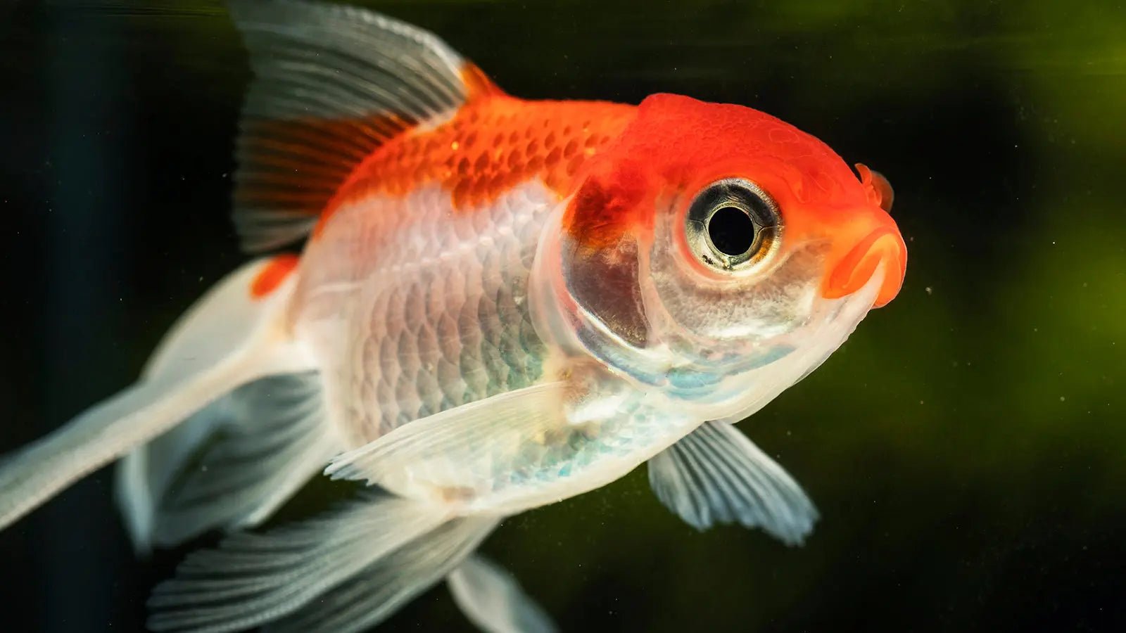Aquarium Water Filter - IFilters