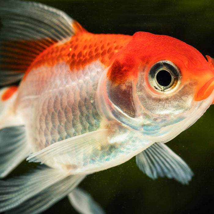 Aquarium Water Filter - IFilters