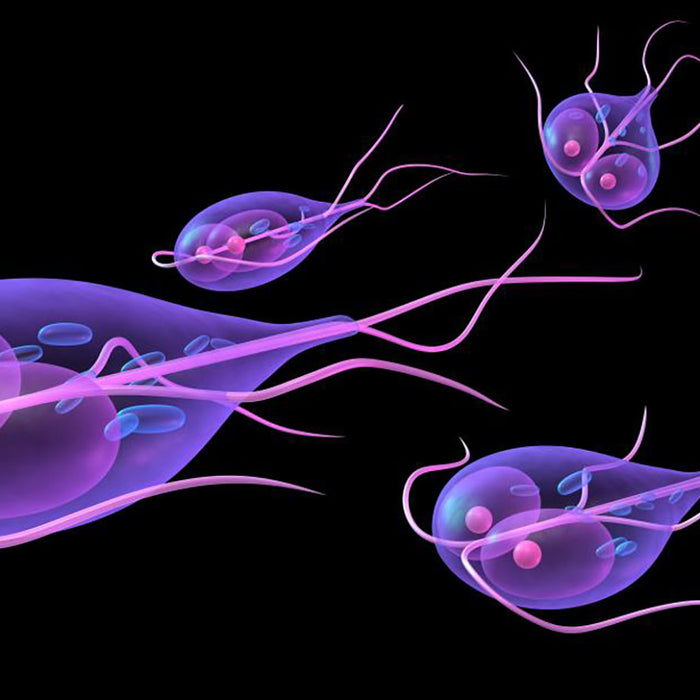 Reverse Osmosis Water Filters: Guarding Against Giardia - IFilters