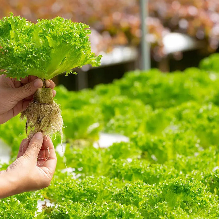 Why it's important to filter water for Hydroponics - IFilters